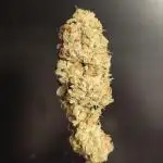 Mixed graft summer grow 7 strains