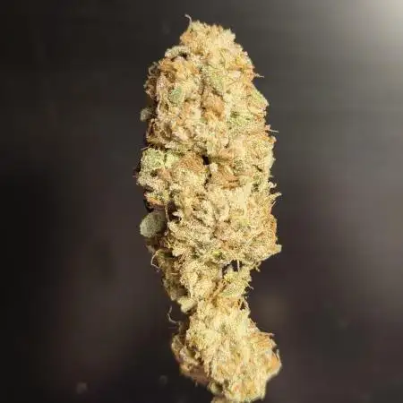 Mixed graft summer grow 7 strains