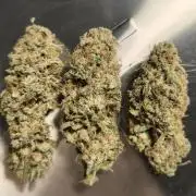 Mixed graft summer grow 7 strains