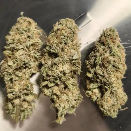 Mixed graft summer grow 7 strains
