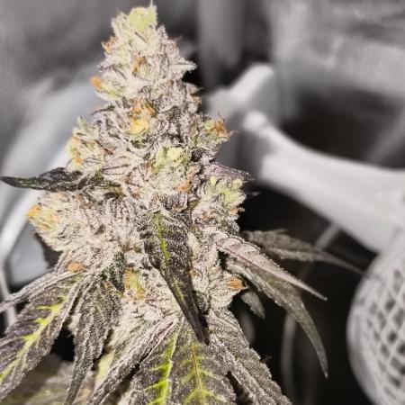 Mixed graft summer grow 7 strains