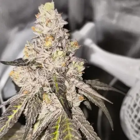 Mixed graft summer grow 7 strains