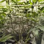 mixed graft winter grow