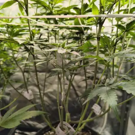 mixed graft winter grow