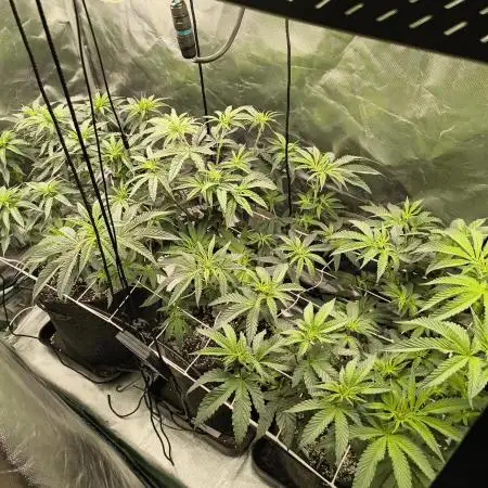 Mixed graft summer grow 7 strains