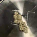 Mixed graft summer grow 7 strains