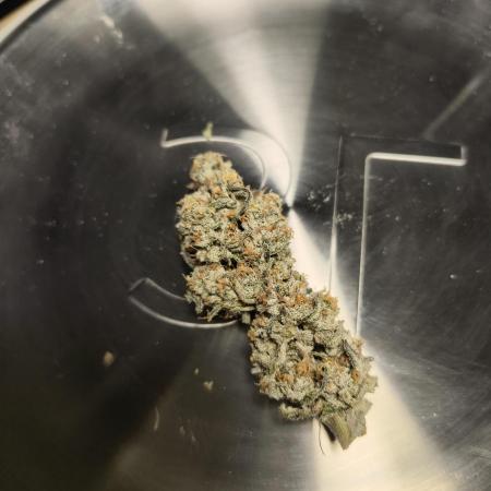 Mixed graft summer grow 7 strains