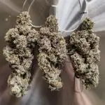 Mixed graft summer grow 7 strains