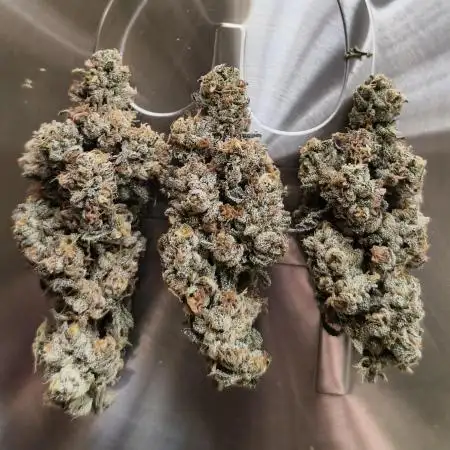 Mixed graft summer grow 7 strains