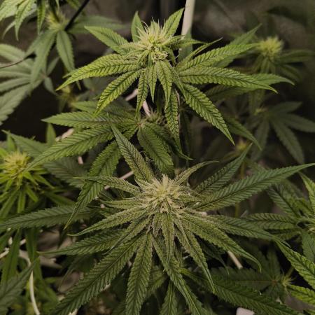 Mixed graft summer grow 7 strains