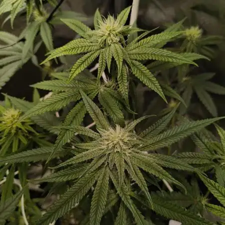 Mixed graft summer grow 7 strains