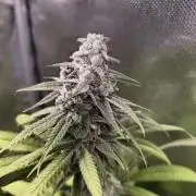 mixed graft winter grow