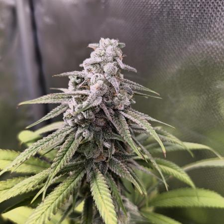 mixed graft winter grow