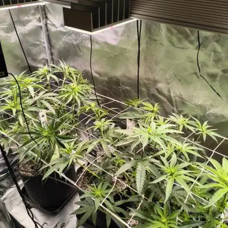 Mixed graft summer grow 7 strains