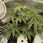 Mixed graft summer grow 7 strains