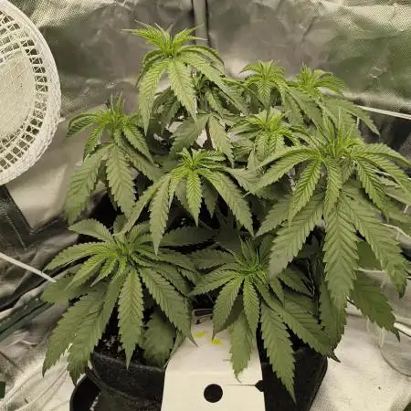 Mixed graft summer grow 7 strains