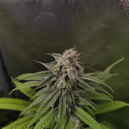 mixed graft winter grow