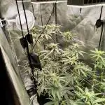 Mixed graft summer grow 7 strains