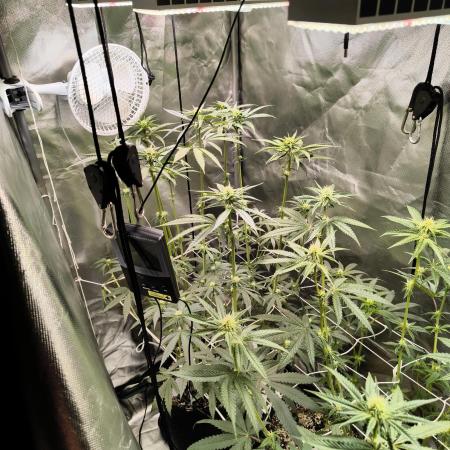 Mixed graft summer grow 7 strains