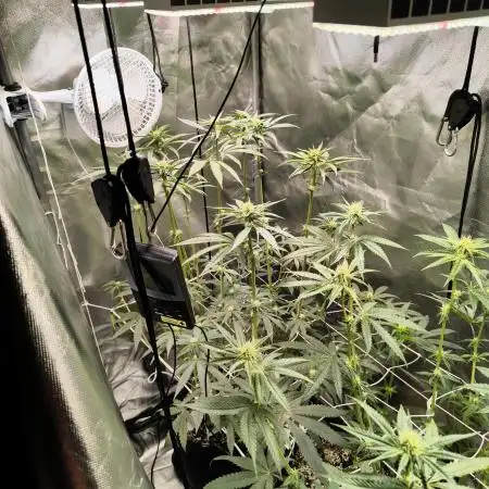 Mixed graft summer grow 7 strains