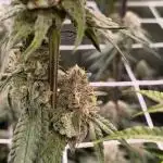 Mixed graft summer grow 7 strains