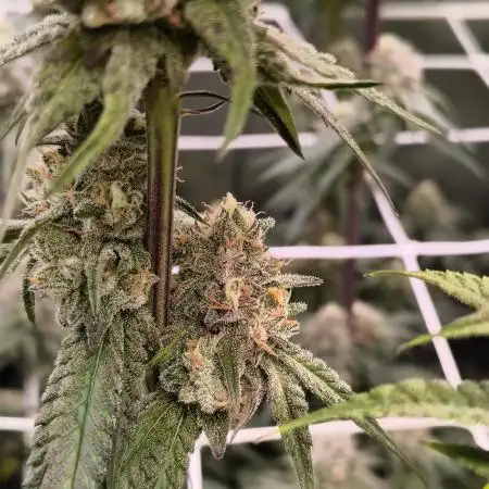 Mixed graft summer grow 7 strains