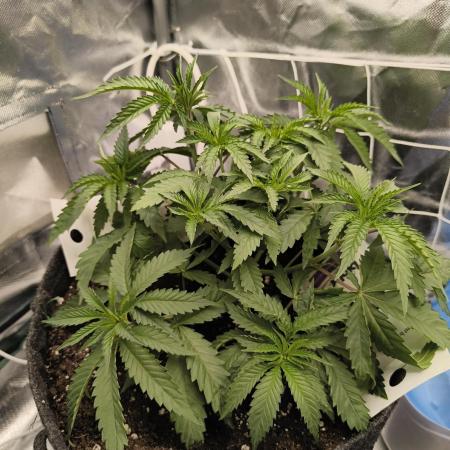 Mixed graft summer grow 7 strains