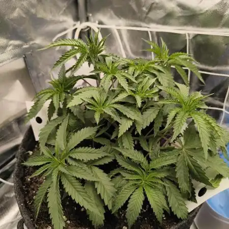 Mixed graft summer grow 7 strains