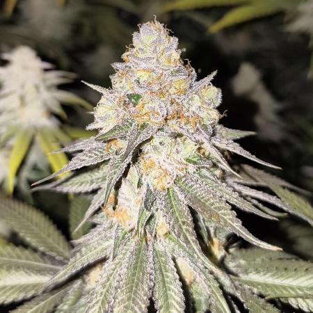 mixed graft winter grow