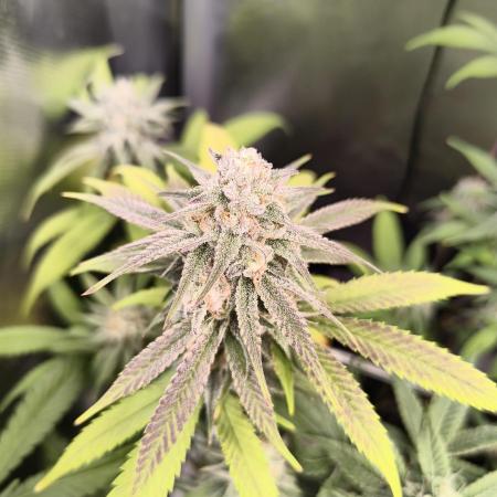 mixed graft winter grow