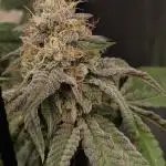 Mixed graft summer grow 7 strains