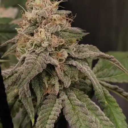 Mixed graft summer grow 7 strains