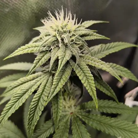 Mixed graft summer grow 7 strains