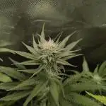 mixed graft winter grow