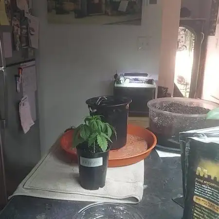 Scotty420 1st photo grow