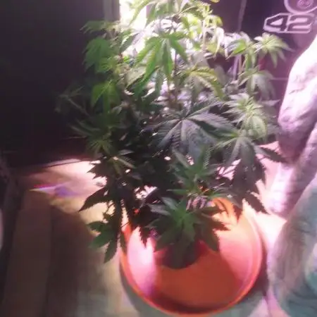 Scotty420 1st photo grow