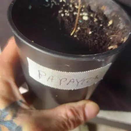 Scotty420 1st photo grow