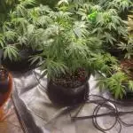 Scotty420 1st photo grow