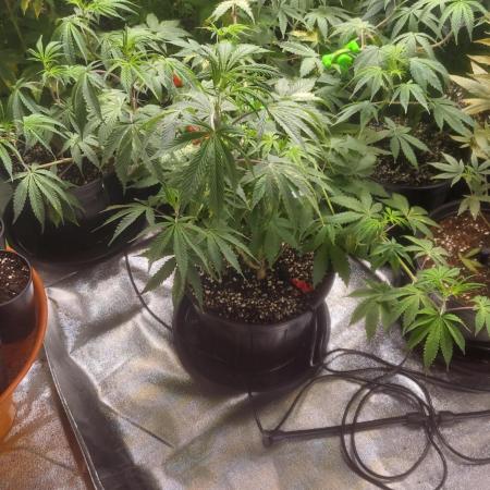 Scotty420 1st photo grow