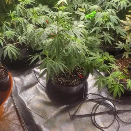 Scotty420 1st photo grow
