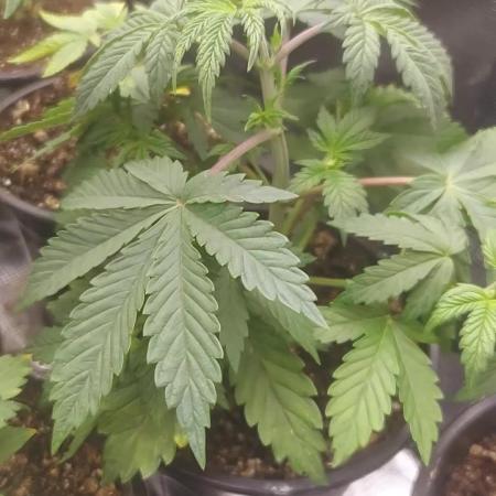 Scotty420 1st photo grow