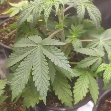 Scotty420 1st photo grow