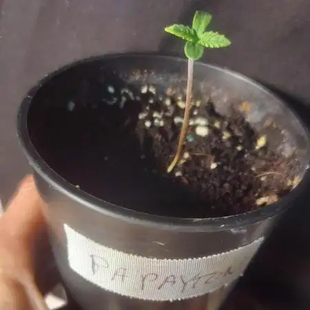 Scotty420 1st photo grow