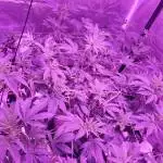 Blue Gelato 41