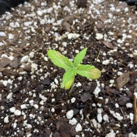 Rqs green gelato auto