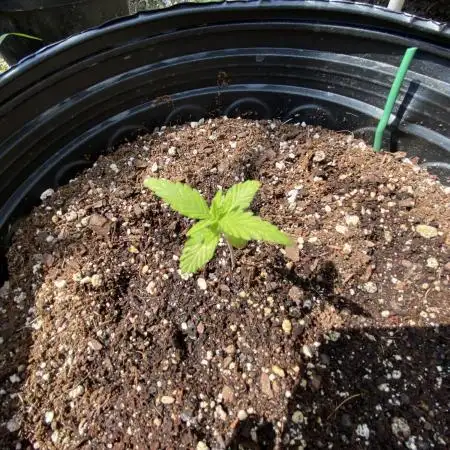 Rqs wedding cake auto