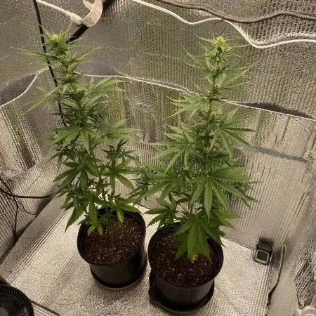 Rqs northern lights autoflower