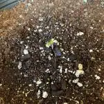 Rqs wedding cake auto