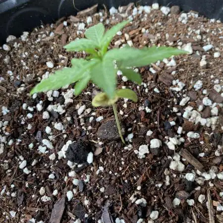 Rqs Royal Jack auto
