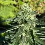 Rqs northern lights autoflower
